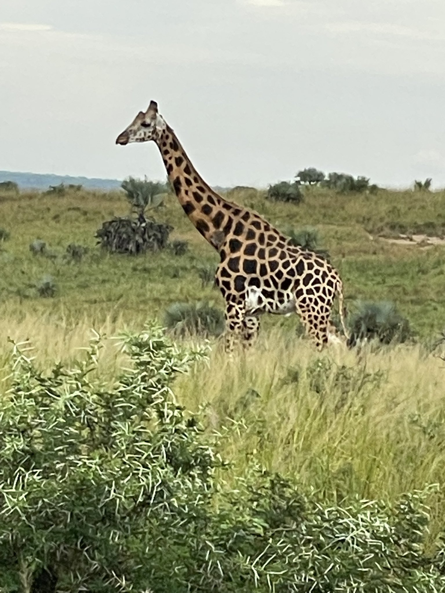 1 Day Akagera National Park Rwanda Big Five Safari