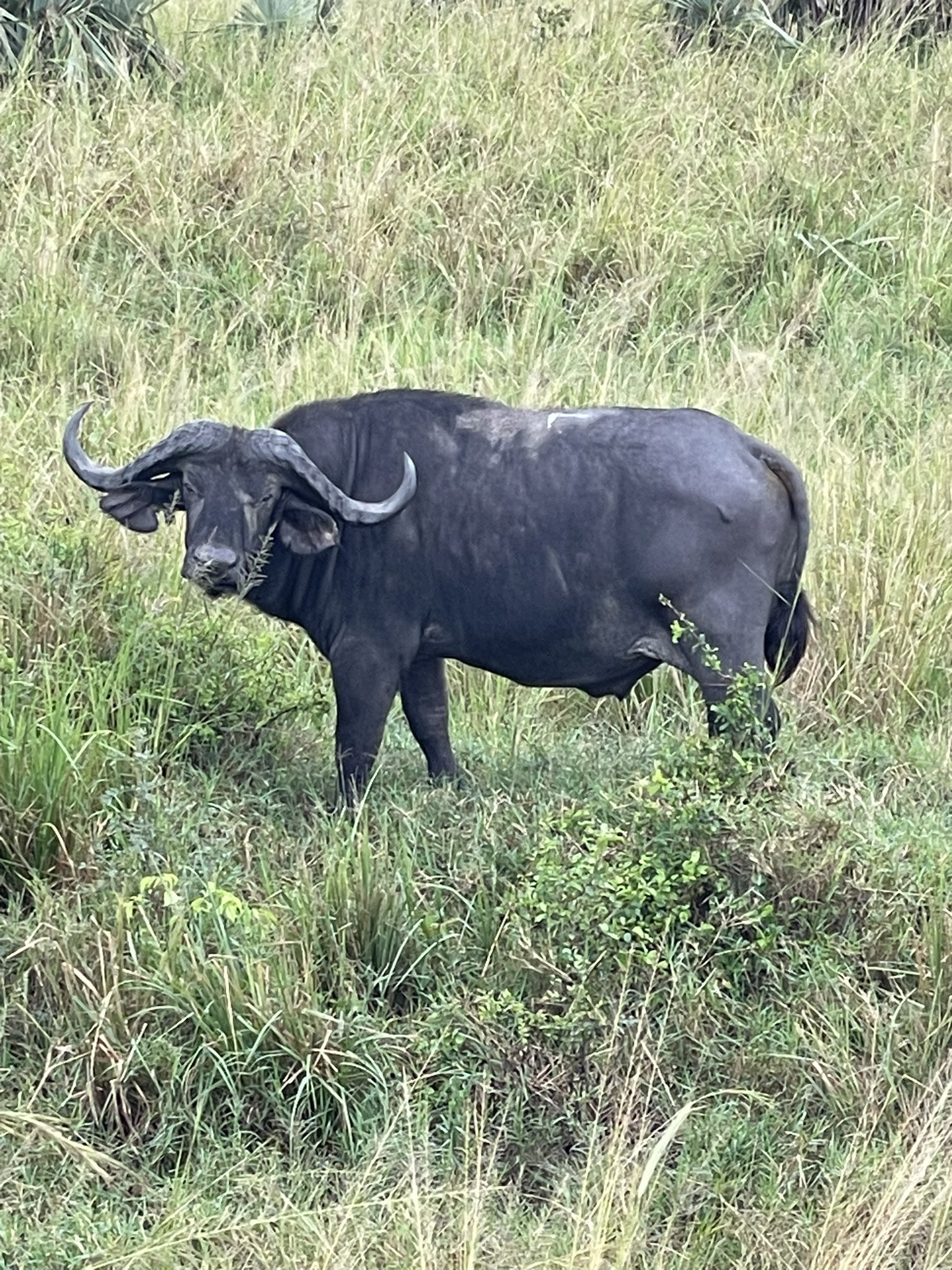 3 Day Murchison Falls National Park Uganda