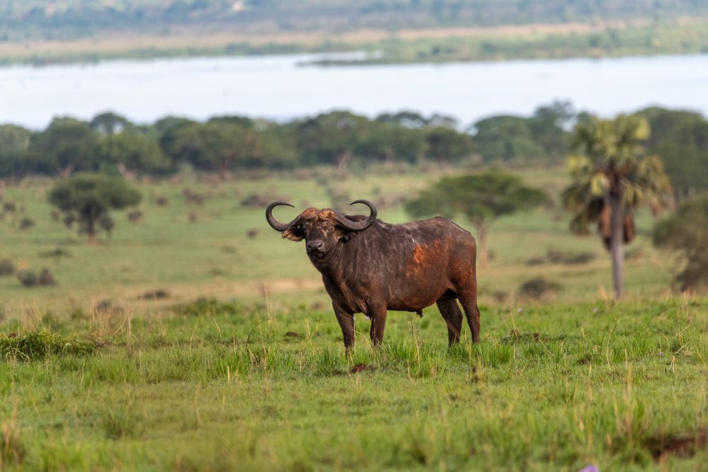 11 Day Rwanda Grand Tour Gorilla Wildlife City
