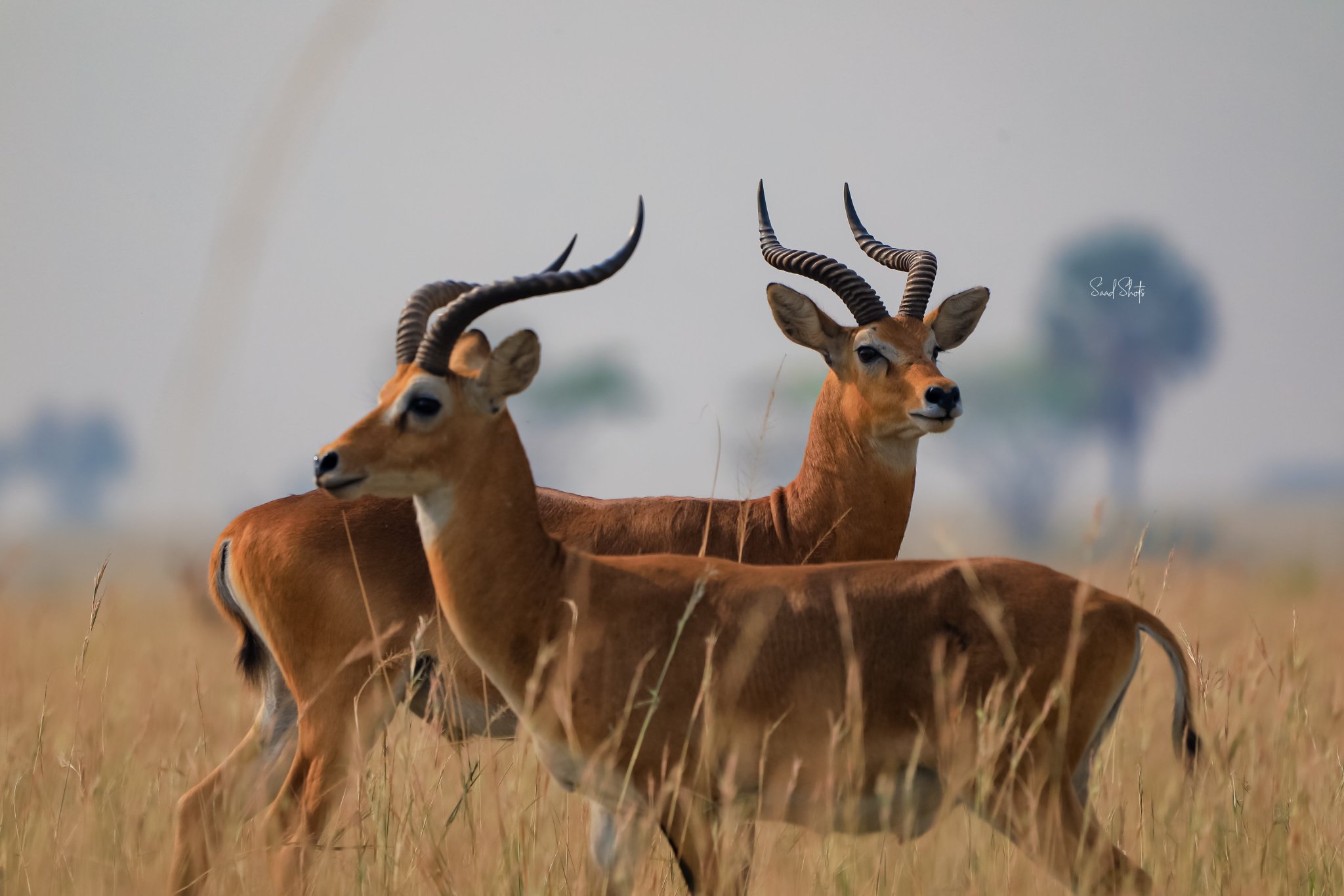 Akagera National Park Rwanda