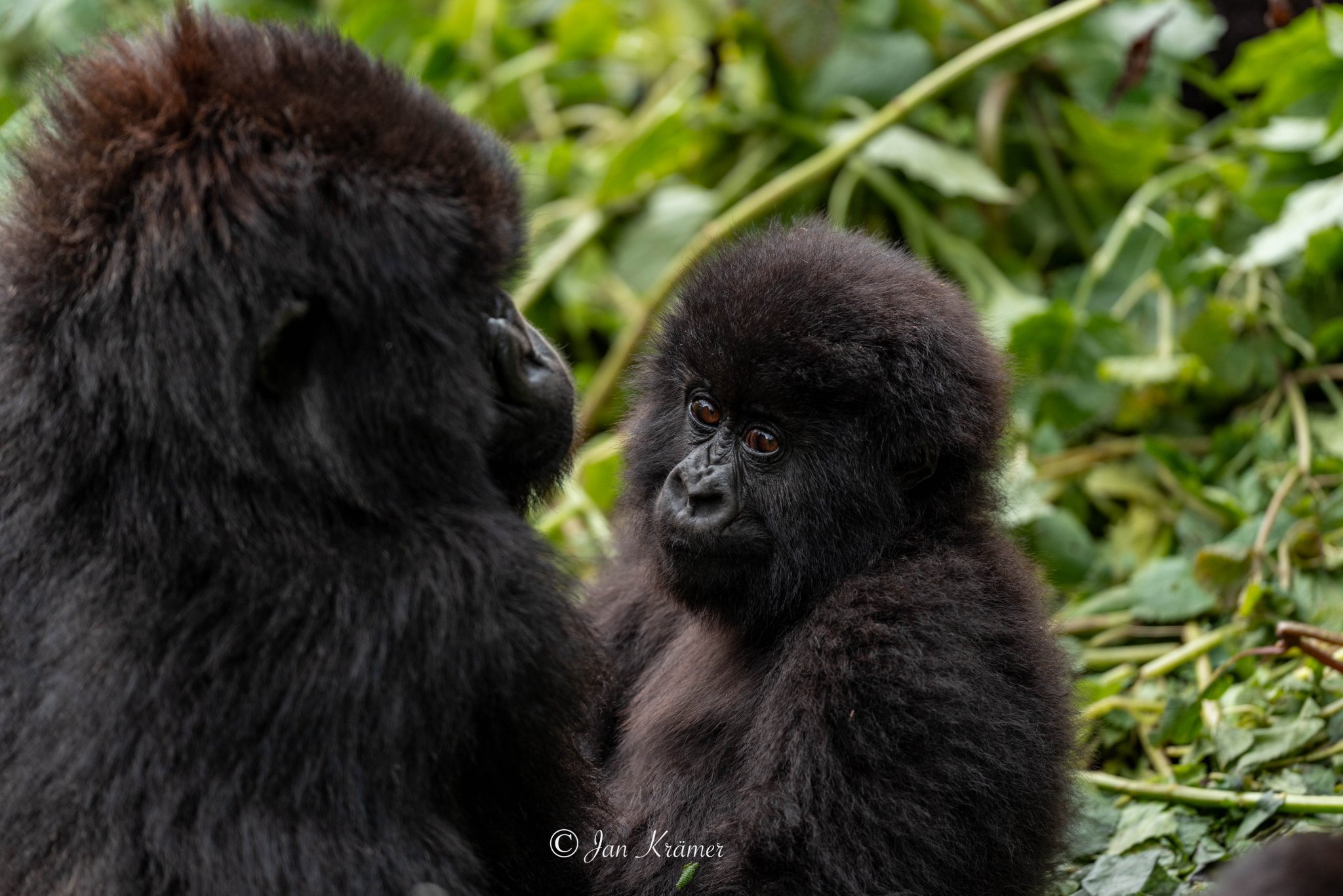 1 Day Gorilla Tour Uganda from Rwanda Bwindi