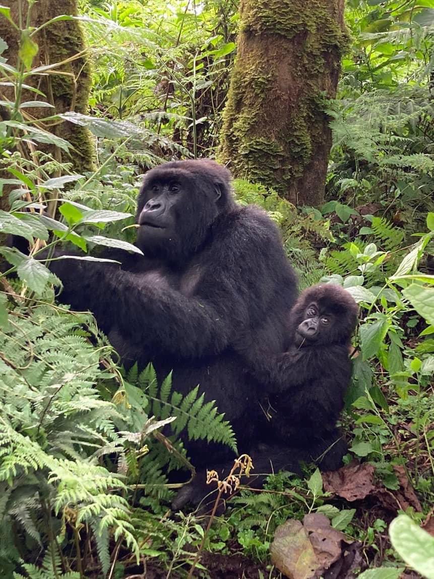1 Day Rwanda Gorilla Trek Volcanoes National Park