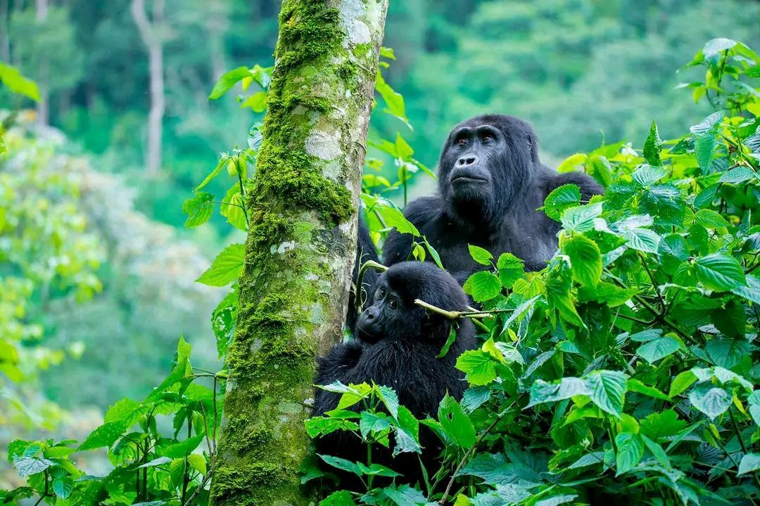 3 Day Rwanda Gorilla and Golden Monkey Tour