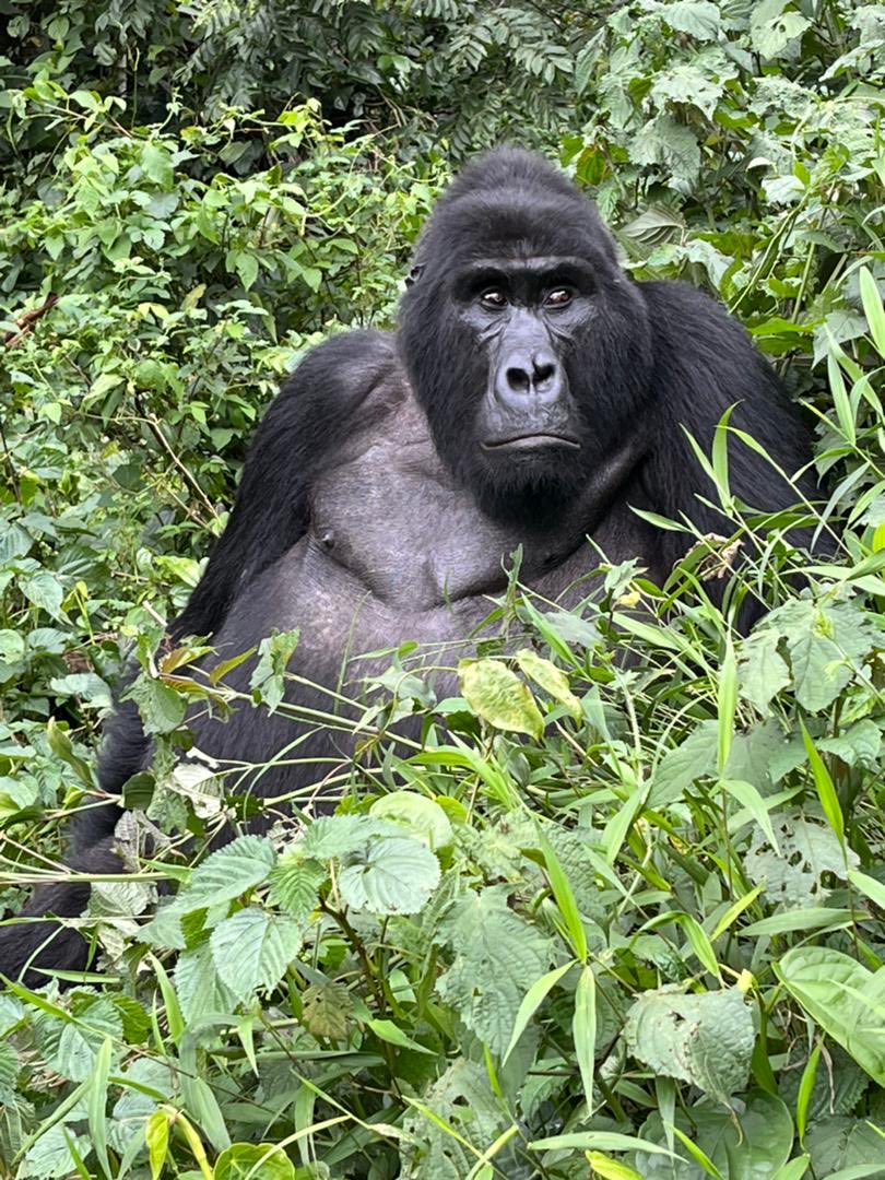 6 Day Big Five Chimpanzee and Gorilla Uganda